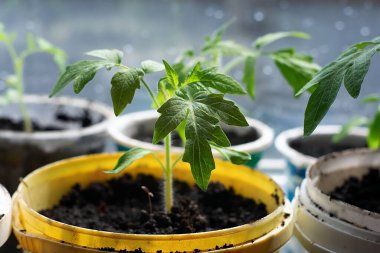 Beyaz bir pencerede çömlek içinde küçük fideler. Bahar ekimi. Pencere kenarındaki tohumlardan yetişen ilk tohumlar. Evde bahçe işleri..