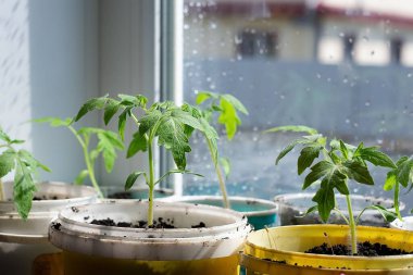 Beyaz bir pencerede çömlek içinde küçük fideler. Bahar ekimi. Pencere kenarındaki tohumlardan yetişen ilk tohumlar. Evde bahçe işleri..