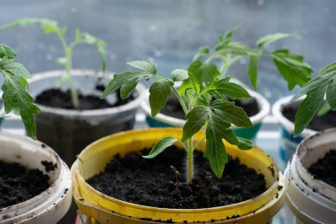 Beyaz bir pencerede çömlek içinde küçük fideler. Bahar ekimi. Pencere kenarındaki tohumlardan yetişen ilk tohumlar. Evde bahçe işleri..