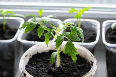 Beyaz bir pencerede çömlek içinde küçük fideler. Bahar ekimi. Pencere kenarındaki tohumlardan yetişen ilk tohumlar. Evde bahçe işleri..