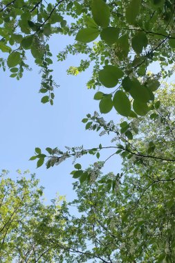 Bahçede çiçek açan ağaçlar ve mavi gökyüzü. Bahar. Ilık, güneşli bir gün.