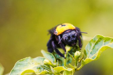 Güneşli bir sabahta bir bitkinin üzerinde dinlenen tek bir arı..