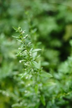 Artemisia vulgaris ya da Sundamala iğnesi..