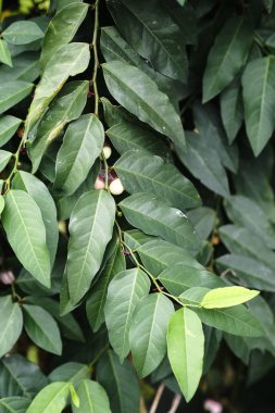 Sauropus çift cinsiyetli, Katuk olarak da bilinir, yıldız üzümü, ya da doğal ışık ile çekilen tatlı yaprak..