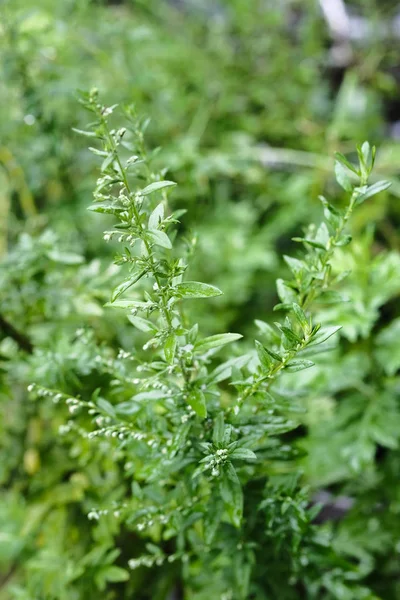 Artemisia Vulgaris Lub Sundamala Strzał Naturalnego Światła Zdjęcie Stockowe