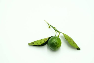 Calamansi ya da Citrus mitis, izole edilmiş beyaz arka planda çekim.