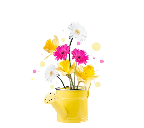 Gerber Daisy Garden Can Isolated White Background — Stock Photo, Image