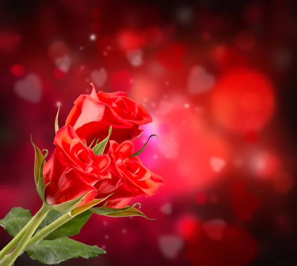 玫瑰红色和心背景 情人节的概念 自然和美丽的红色玫瑰花束在抽象背景 情人节 — 图库照片