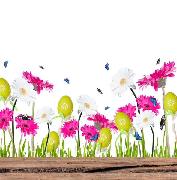 Gerberblümchen Gartendose Isoliert Auf Weißem Hintergrund — Stockfoto