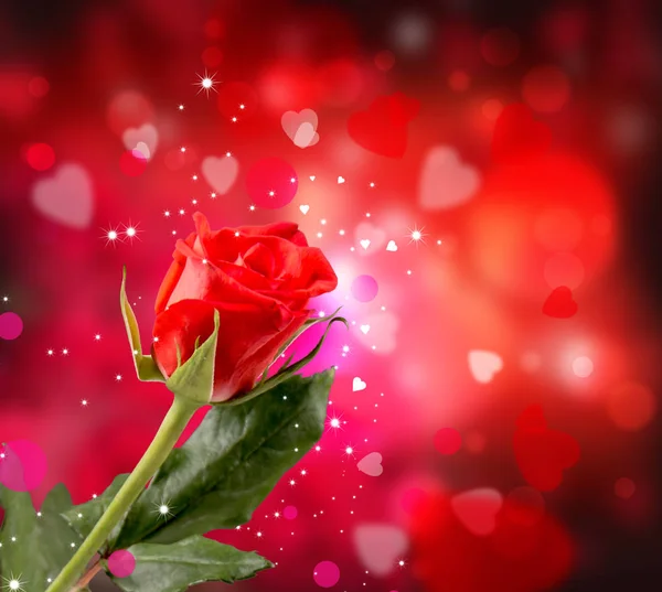 Roses Rouge Fond Coeurs Concept Saint Valentin Nature Beau Bouquet — Photo