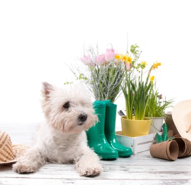 Bahçe geçiş ücretleri ve beyaz köpek