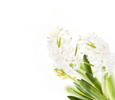 Bahar sümbül çiçeği