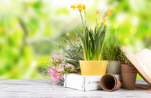 Zahradní mýtné a na jaře sazenice — Stock fotografie