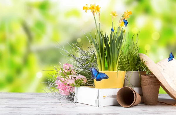 Zahradní mýtné a na jaře sazenice — Stock fotografie