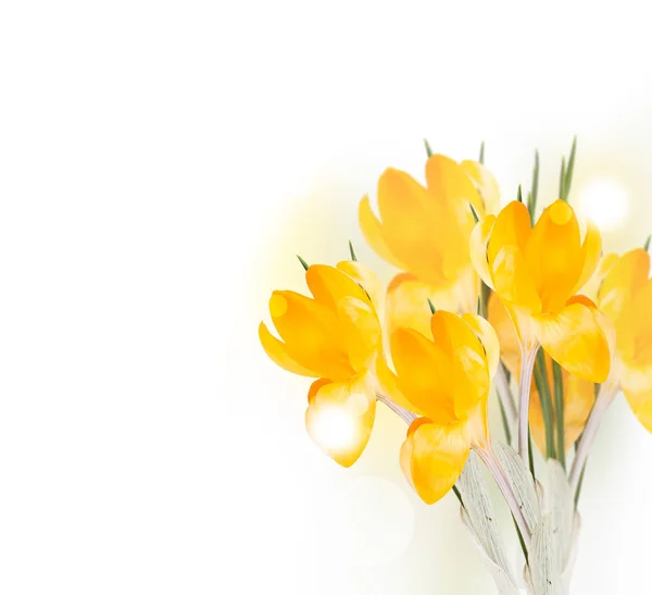 Blomkål — Stockfoto