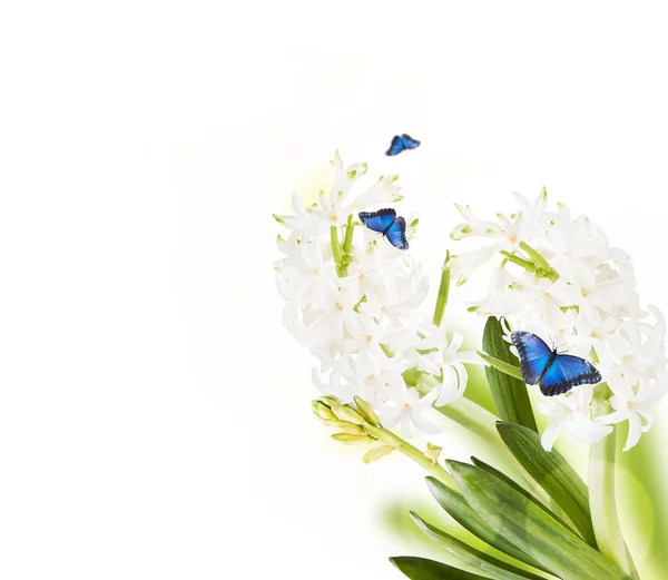 Kwiat wiosna Hiacynt — Zdjęcie stockowe
