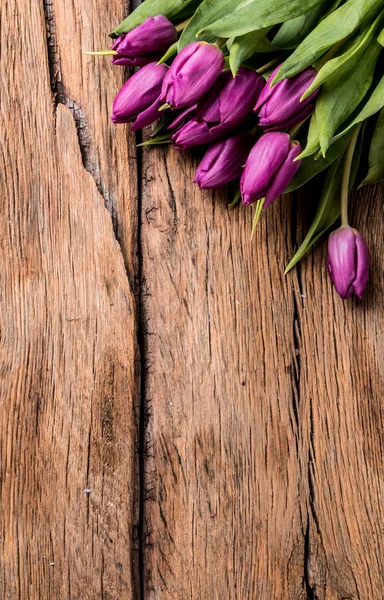 Frühlingstulpen blühen — Stockfoto