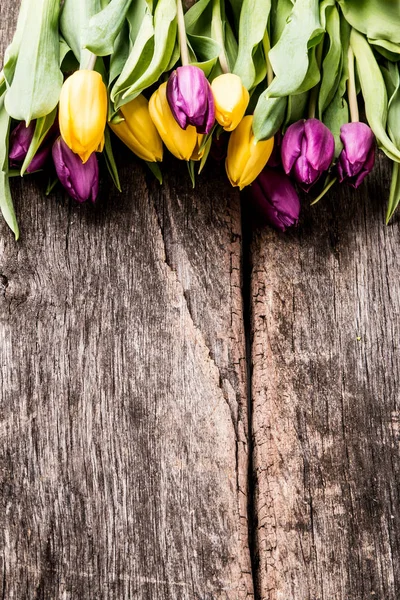 Frühlingstulpen blühen — Stockfoto