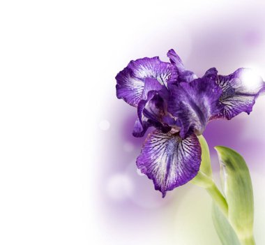 Bahar çiçek, beyaz arka plan üzerinde izole