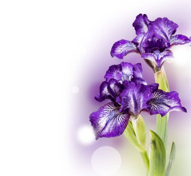 Bahar çiçek, beyaz arka plan üzerinde izole