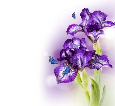 Bahar çiçek, beyaz arka plan üzerinde izole