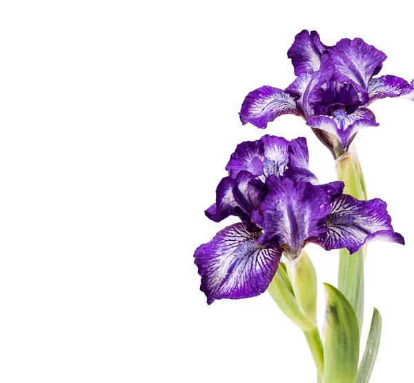 Bahar çiçek, beyaz arka plan üzerinde izole