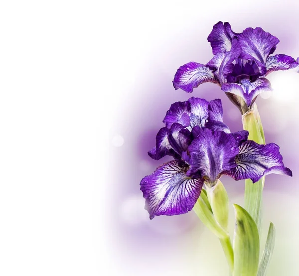 Bahar çiçek, beyaz arka plan üzerinde izole