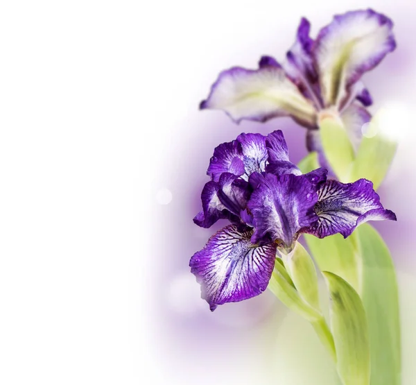 Bahar çiçek, beyaz arka plan üzerinde izole