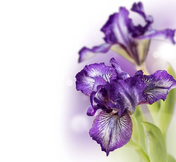 Bahar çiçek, beyaz arka plan üzerinde izole