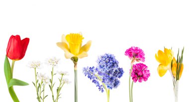 Bahar çiçek, beyaz arka plan üzerinde izole