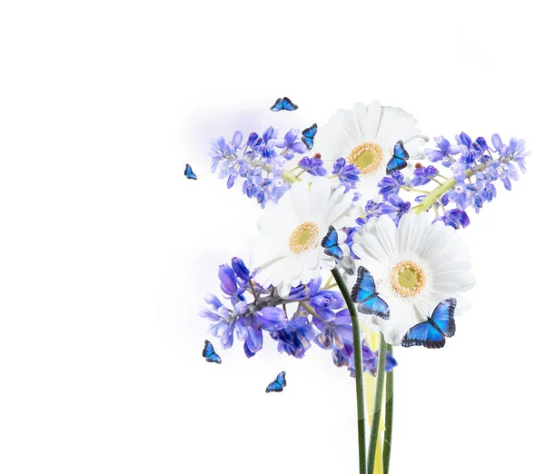 Flor Primavera Isolada Sobre Fundo Branco — Fotografia de Stock
