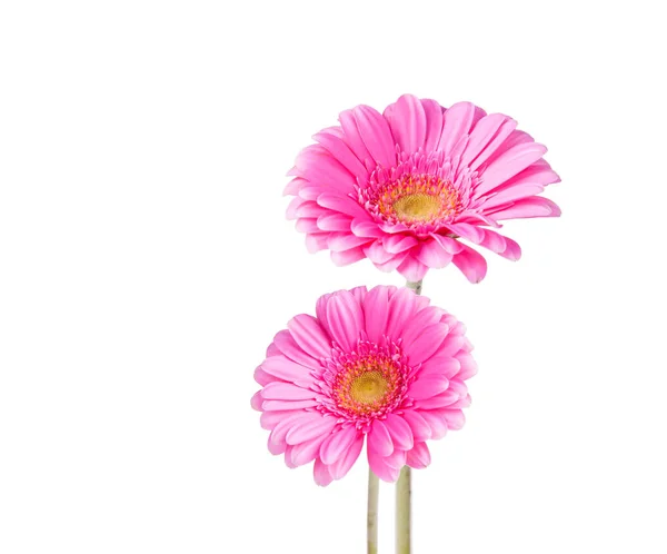 Spring Flower Isolated White Background — Stock Photo, Image