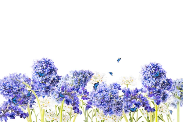 Frühlingsblume Isoliert Auf Weißem Hintergrund Gartenkonzept — Stockfoto