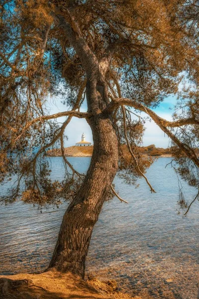 Маяк Alcudia (Faro De Alcanada) расположен рядом с пляжем Alcudia (playa de alcudia) и городом Alcudia. Маленький остров со скалами в чистом море, окруженный деревом на переднем плане с красивым голубым небом и — стоковое фото