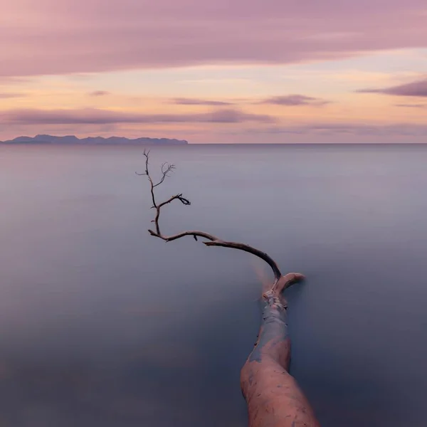 Fallen tree partially submerged in sea on Betlam beach, with smooth sea, sunset, colourful sky and view of Cap De Formentor in distance, Mallorca, Spain.