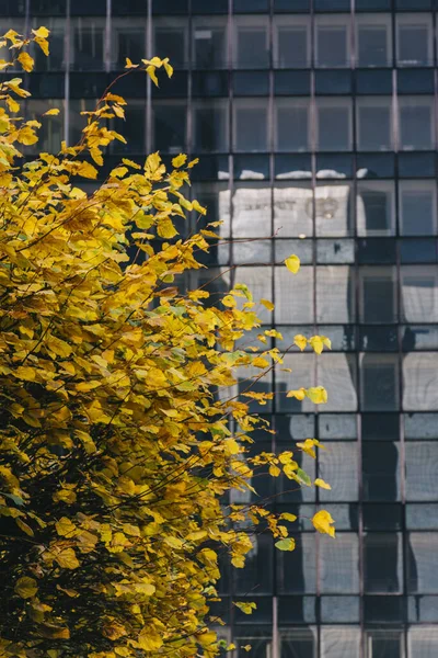 Дерево с жёлтыми листьями и здание позади — стоковое фото