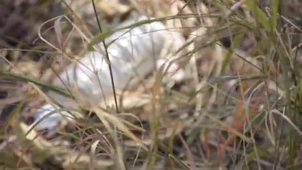Garrafa de plástico no chão na natureza — Vídeo de Stock