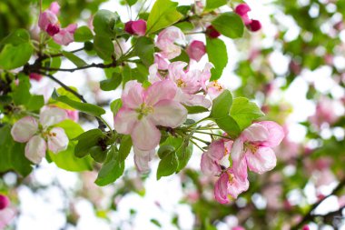 Taze beyaz ve pembe elma ağacı çiçekleri baharda bahçede yeşil yaprakların üzerinde çiçek açar.