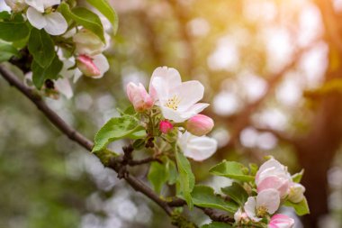 Taze beyaz ve pembe elma ağacı çiçekleri baharda bahçede yeşil yaprakların üzerinde çiçek açar.