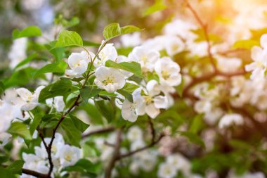 Taze beyaz ve pembe elma ağacı çiçekleri baharda bahçede yeşil yaprakların üzerinde çiçek açar.