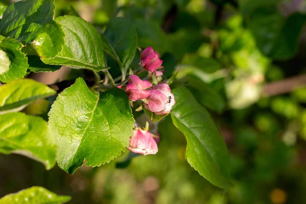 Świeże Białe Różowe Kwiaty Jabłoni Kwitną Zielonym Tle Liści Ogrodzie — Zdjęcie stockowe