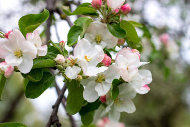 Taze beyaz ve pembe elma ağacı çiçekleri baharda bahçede yeşil yaprakların üzerinde çiçek açar.