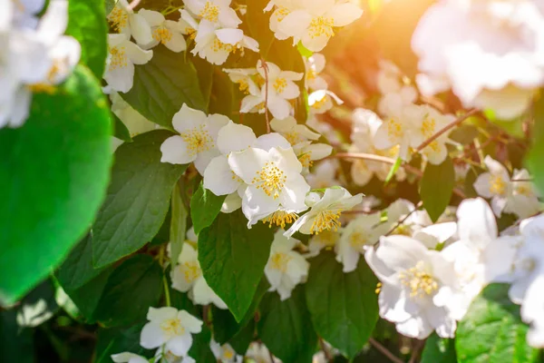 Fresh white jasmine plant flowers on green leaves background blossom in the garden in spring.