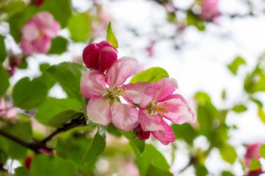Taze beyaz ve pembe elma ağacı çiçekleri baharda bahçede yeşil yaprakların üzerinde çiçek açar..