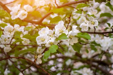 Taze beyaz ve pembe elma ağacı çiçekleri baharda bahçede yeşil yaprakların üzerinde çiçek açar..
