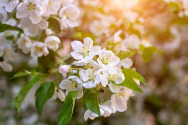Taze beyaz ve pembe elma ağacı çiçekleri baharda bahçede yeşil yaprakların üzerinde çiçek açar..