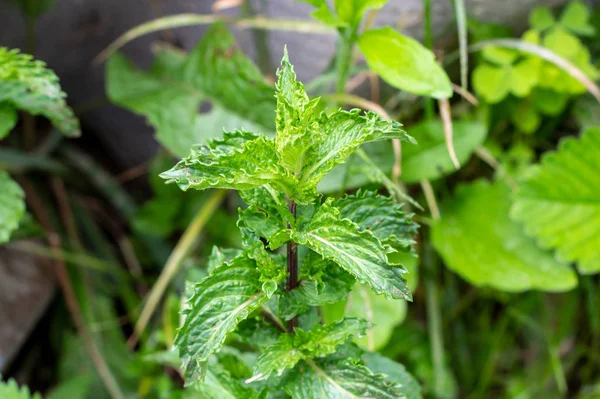 Färska Grön Mynta Ört Blad Gräs Och Växter Bakgrund Trädgården — Stockfoto