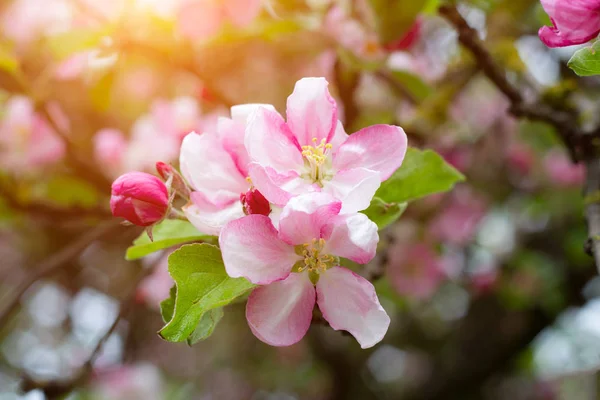 Taze beyaz ve pembe elma ağacı çiçekleri baharda bahçede yeşil yaprakların üzerinde çiçek açar..