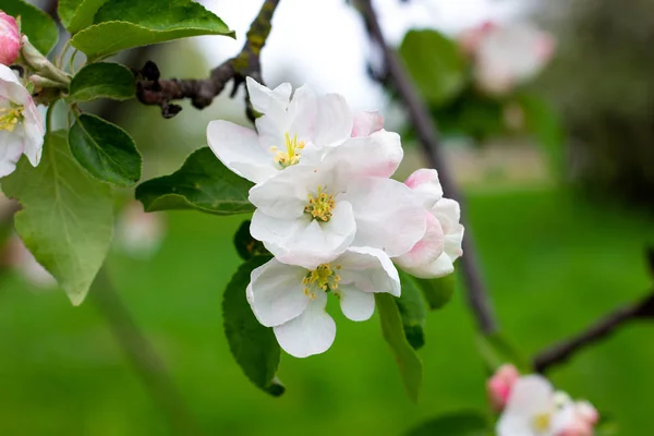 Flores Frescas Manzano Blanco Rosa Florecen Sobre Fondo Hojas Verdes — Foto de Stock