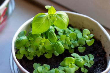 Taze çiğ yeşil organik fesleğen (Ocimum bazilika) genç bitkiler hafif arka planda saksılarda yapraklar bırakırlar..